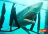 Shark Night 2011 3D movie on shark attack